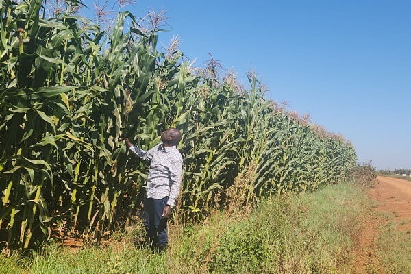 President Ruto visits Koilel farm in Uasin Gishu ahead of bumper harvest