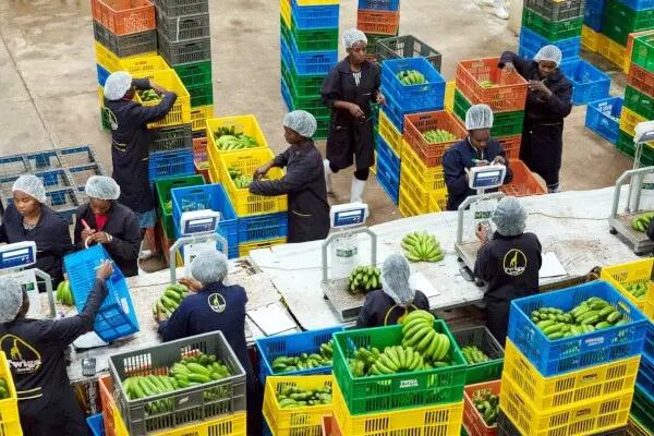 Twiga Foods to lay off workers in new organizational structure