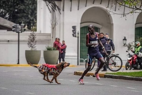 Kenyan athlete attacked by a dog in Argentina