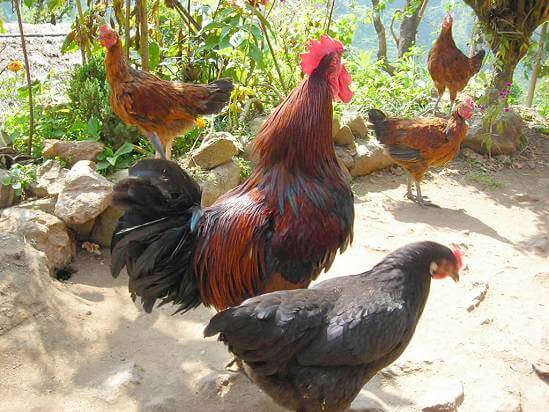 How to make money from local chickens in Kenya